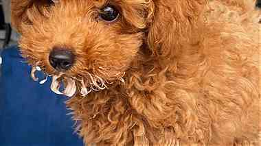 Cute Apricot Toy Poodle Puppies Available