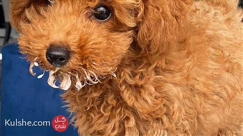 Cute Apricot Toy Poodle Puppies Available - صورة 1