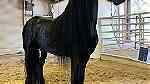 here is your friesian stallion for Christmas - صورة 1