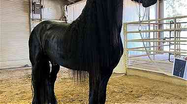 here is your friesian stallion for Christmas