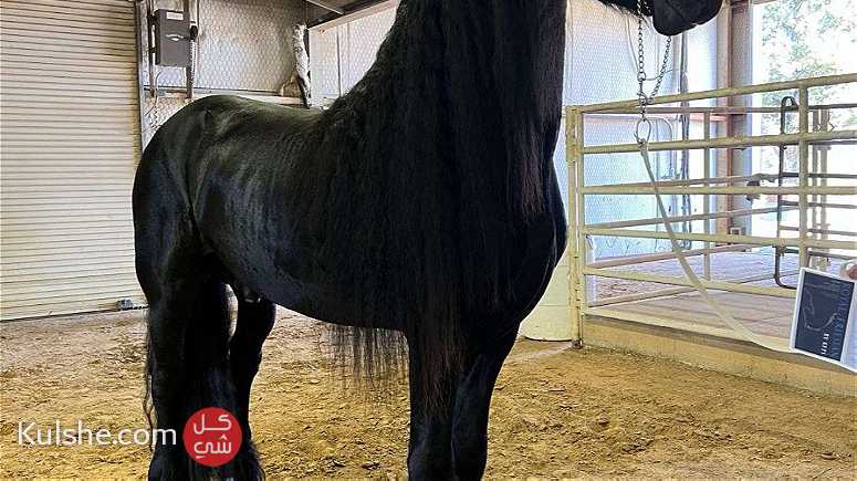 here is your friesian stallion for Christmas - صورة 1