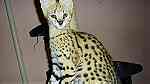 serval and caracal kittens - صورة 1