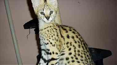 serval and caracal kittens