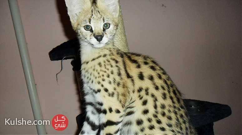 serval and caracal kittens - صورة 1