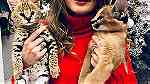 serval and caracal kittens - صورة 5