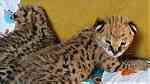 serval and caracal kittens - صورة 3