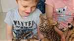 serval and caracal kittens - صورة 4