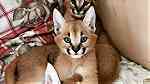 serval and caracal kittens - صورة 7