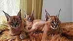 serval and caracal kittens - صورة 8