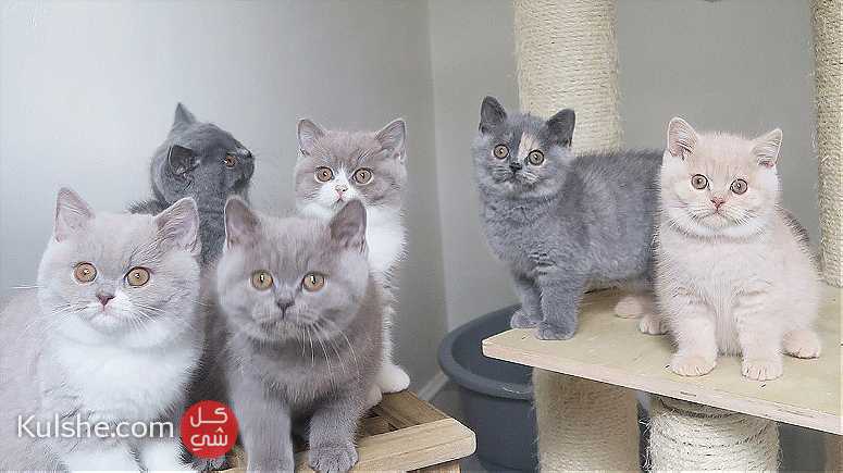 british shorthair kittens for Sale - صورة 1