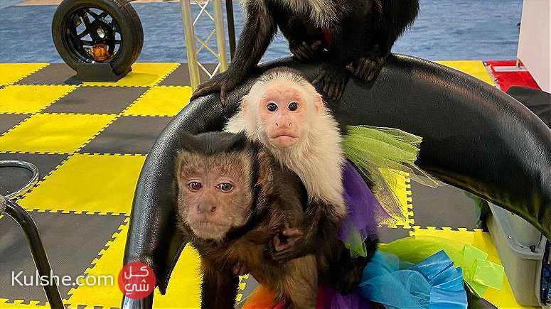 Amazing Capuchin Monkeys for Sale - صورة 1