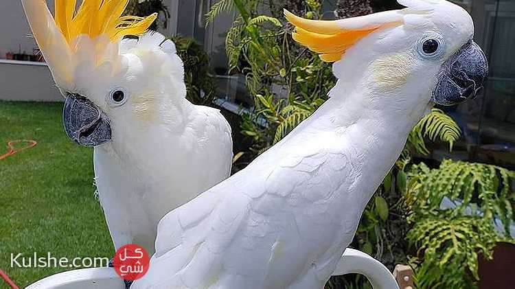 Sulphur-crested Cockatoo Parrots For Sale - صورة 1