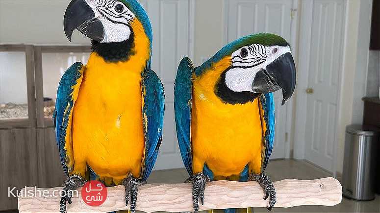 Pair of Blue and Gold Macaw Parrots For Sale - Image 1
