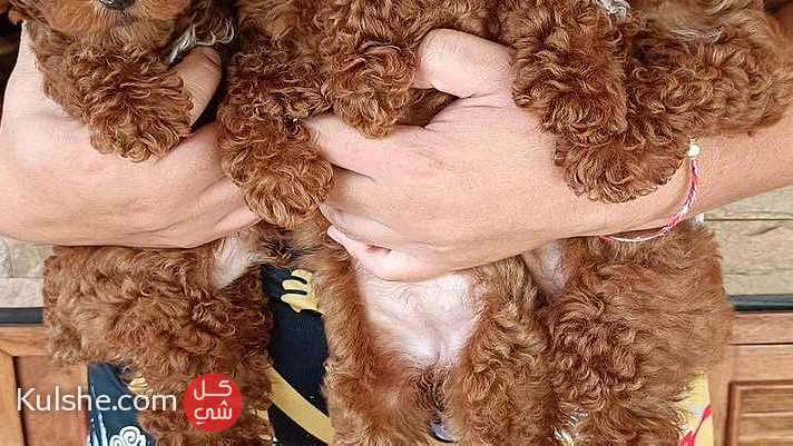 Poodle puppies here for Sale - Image 1