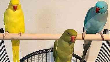 Hand Fed Indian Ringneck Parakeets Available