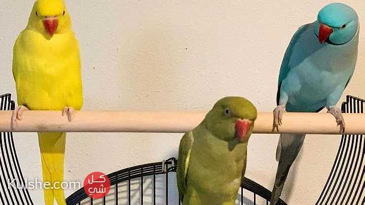Hand Fed Indian Ringneck Parakeets Available - صورة 1