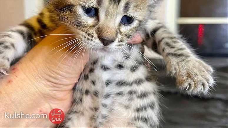 f6 Savannah Kittens for Adoption - صورة 1