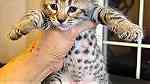 f6 Savannah Kittens for Adoption - صورة 2