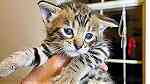 f6 Savannah Kittens for Adoption - صورة 3