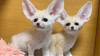 Registered Fennec Foxes for sale