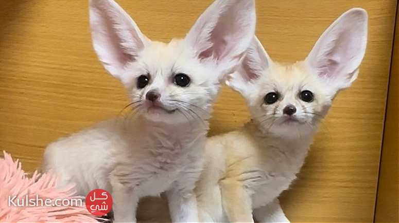 Registered Fennec Foxes for sale - صورة 1