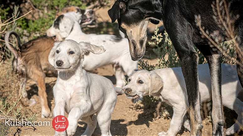 Saluki Puppies available - Image 1