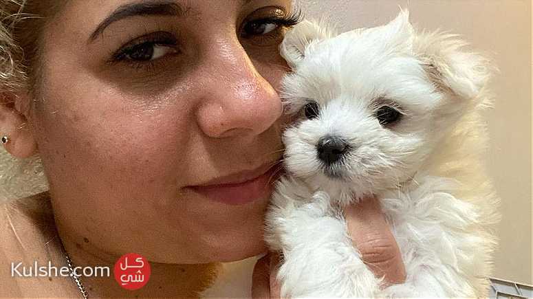 Teacup Maltese Puppies for sale - صورة 1
