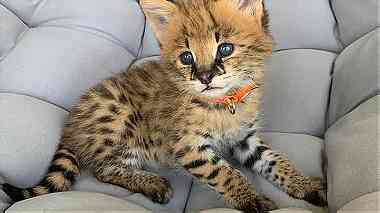 Serval Kittens for adoption