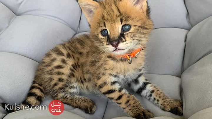 Serval Kittens for adoption - صورة 1