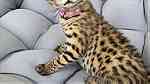 Serval Kittens for adoption - صورة 2