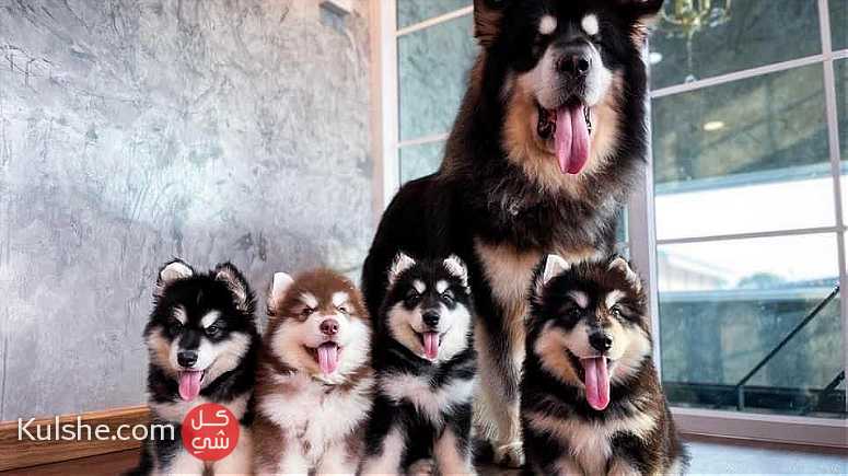 Siberian husky puppies available for Sale - صورة 1