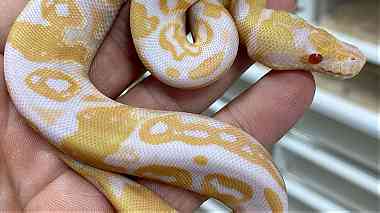 Albino Python ball snakes for sale