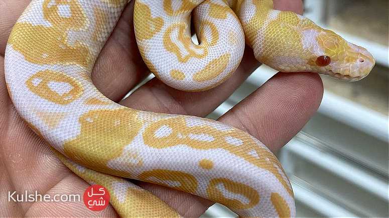 Albino Python ball snakes for sale - Image 1