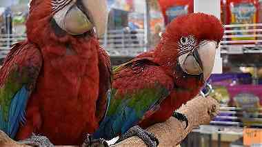 Scarlet Macaw Parrots for sale