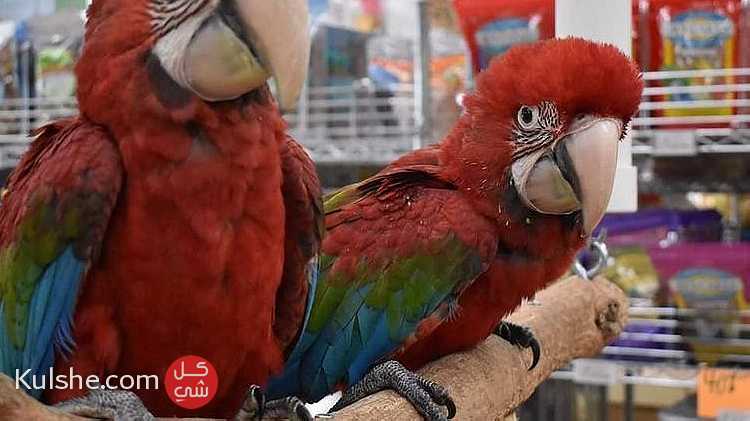 Scarlet Macaw Parrots for sale - صورة 1