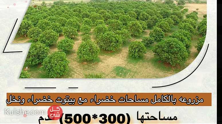 للبيع مزرعه منطقة العجبان مزروعه بالكامل مساحات خضراء مع بيتوت خضراء - صورة 1