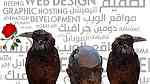 اكتشف الابتكار والتميز مع شركة صفنة لتصميم مواقع الكترونية في مصر - Image 1