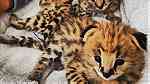 القطط serval و caracal المتاحة - Image 4