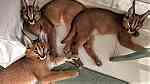 القطط serval و caracal المتاحة - صورة 5
