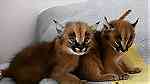 القطط serval و caracal المتاحة - Image 7