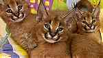 القطط serval و caracal المتاحة - Image 9