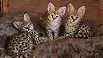 القطط serval و caracal المتاحة - صورة 11