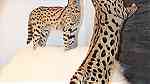 القطط serval و caracal المتاحة - Image 10