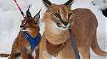 القطط serval و caracal المتاحة - Image 12