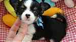 Beautifull Chihuahua Puppies for sale - Image 1