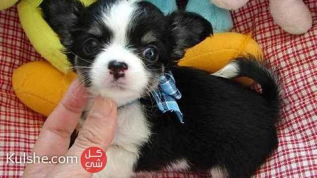 Beautifull Chihuahua Puppies for sale - صورة 1