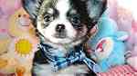 Beautifull Chihuahua Puppies for sale - صورة 2