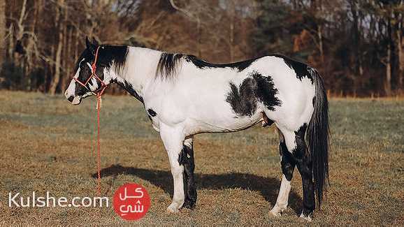 Elegant Paint Horse gelding - صورة 1