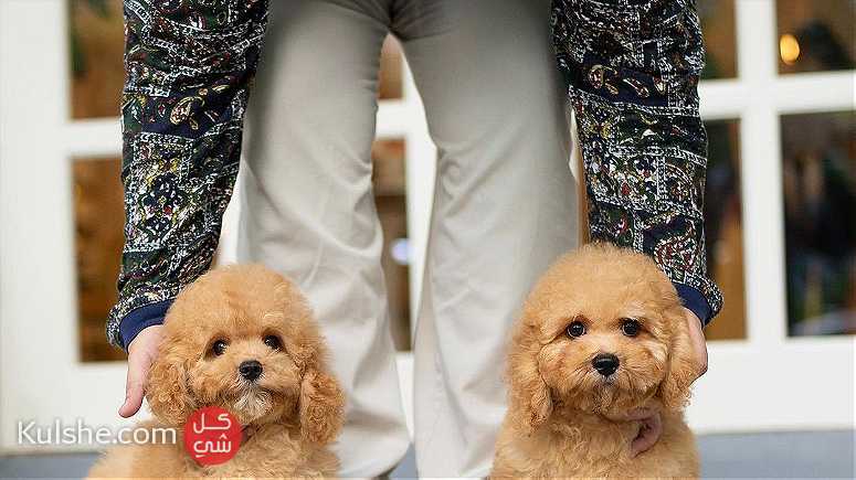 Goldendoodle Puppies Available - صورة 1