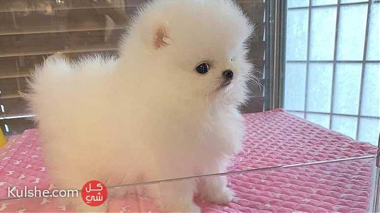 Absolutely Charming Pomeranian Puppies for sale - صورة 1